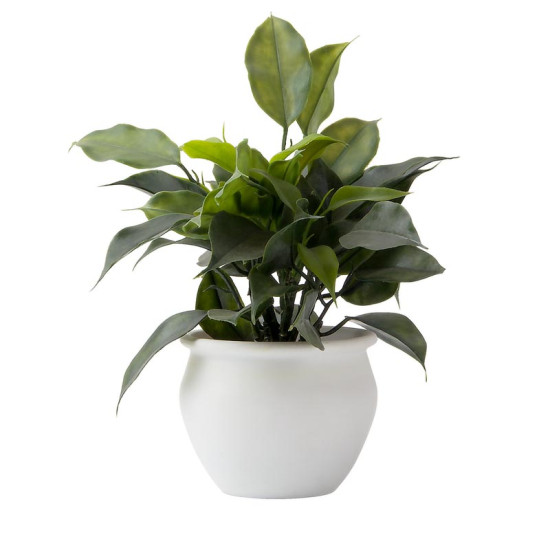 Facial Treatment Essence